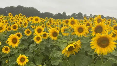 A field of sunflowers against a grey sky