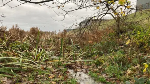 A trickle of water into green and yellow leafed reeds with grey industrial buildings behind fencing in the background