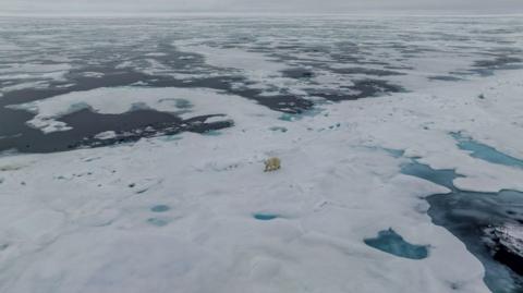 polar bear in sea ice