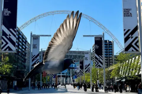 Olivia Nicolaou Shot of a pigeon in flight