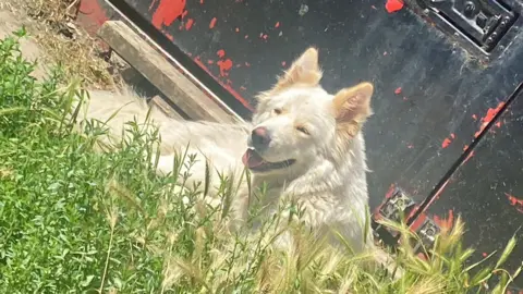 A white dog sitting among some green grass, with a black gate behind it. 