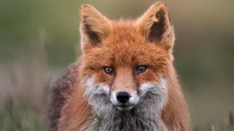 A fox looking at the camera 