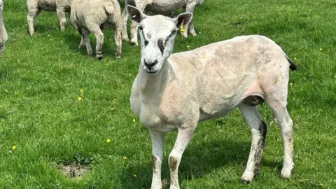 BBC Close up of injured sheep