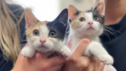 Two white, black and ginger kittens with green eyes and white paws are held in the hands of two volunteers