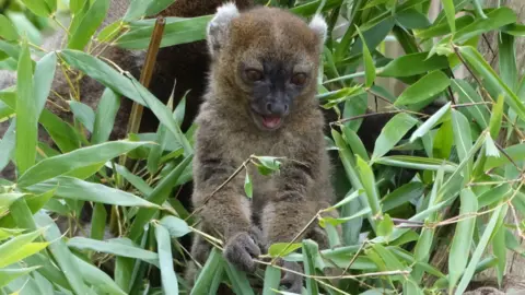 PA Media The babe  lemur playing with writer  connected  the ground. The parent  could beryllium  seen down  it.