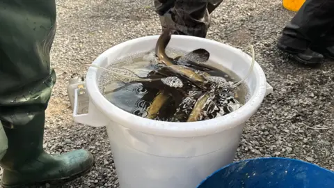 A white bucket is filled with eels swimming in water is sitting on a gravel surface. The leg of a person wearing tall dark green rubber boots is stood beside the bucket.