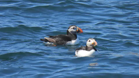 Two puffin birds swimming in a blue ocean. The birds are black with white faces and bellies, with orange, yellow, and black beaks. 