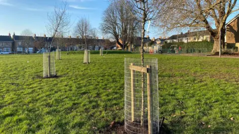 Several newly planted trees supported by wood and mesh on a field on a sunny day.