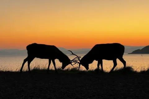Jack Stevenson Two stags with horns down, in silhouette, with hills in the background under an orange sky.