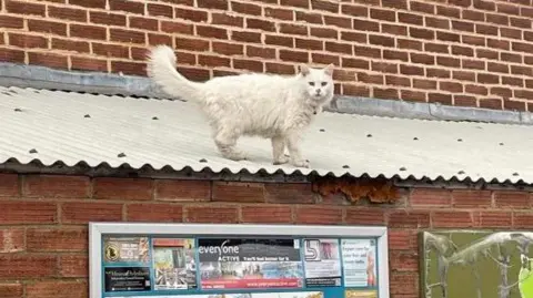 Pixie the Applegreen Garage Cat Pixie on a roof
