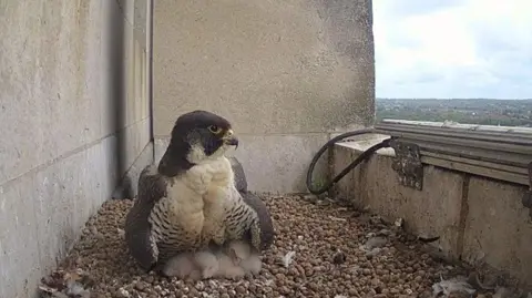 A peregrine falcon nesting on the top of a university building in Leeds 