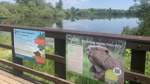 Matt Blumsom/BBC Posters about beavers on a fence near a body of water