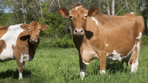 PA Media Two Guernsey cows are standing in a field looking at the camera. They have tan and white coloured coats and large brown furry ears. There are trees behind them.