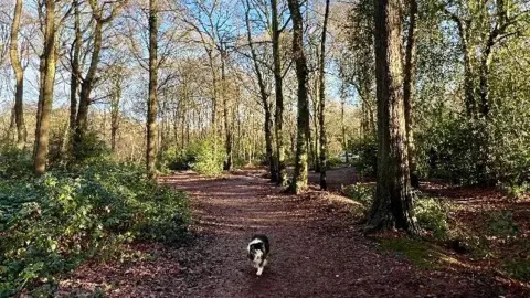 SurbitonSkippy A woodland path. A dog is walking down it. 