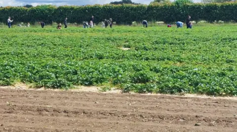 JOHN QUINCE Field of people picking fresh strawberries at Lidgate Farm in Isleham. Some are standing, others crouching, and the sun is shining.