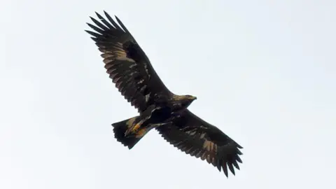 John Wright/RUN Golden eagle mid flight with wings outstretched