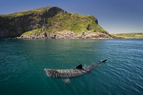 Basking shark (Cetorhinus maximus), Baltimore, Cork, Ireland - stock photo