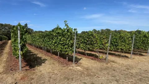 Rows of vines in the vineyard. Some of them have grapes, while others have been harvested. The sky is blue and the ground is dry and brown.