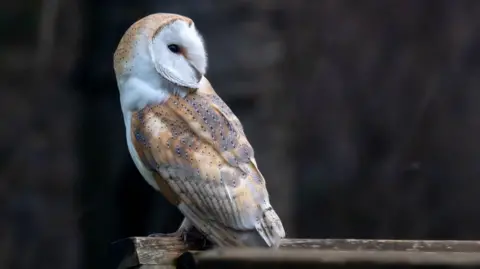 Keith Brooke A white-faced barn own perched on the top of a wooden fence. It is sideways on so its head should be facing to the left, but it has turned its head right round to look over its shoulder to the right. 