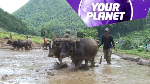 cattle in a paddy field and the Your Planet logo