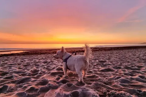 BBC Weather Watchers / Noonoo67 A small dog on a beach at sunset.