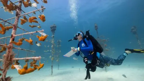 Jennifer Adler A photo of a diver looking at a large plant growing under the water