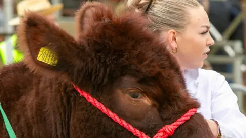 South Suffolk Agricultural Association A red-furred cow in a red halter is held tightly by its handler - a young woman with pulled back blonde hair and a white coat.