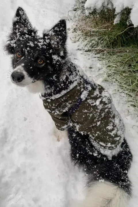 Steve Bull Collie dog in snow