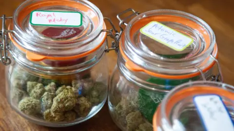 Three large glass jars containing small piles of large green cannabis buds sit on a wooden counter top. The one on the far left has a label which reads "Royal Moby", the one in the middle says "Atomic Sour Grapefruit" and the jar on the right is a little blurred.