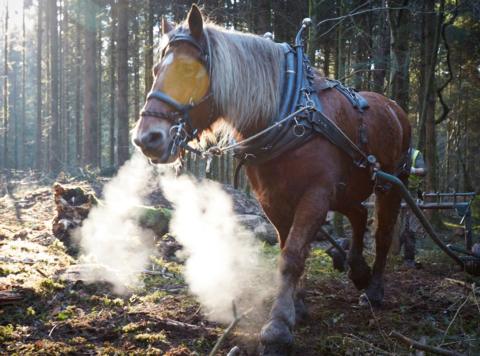 Horse blowing steam in forest while logging