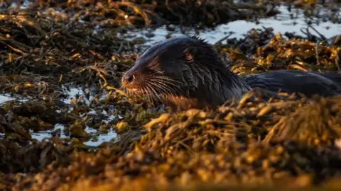 Otter