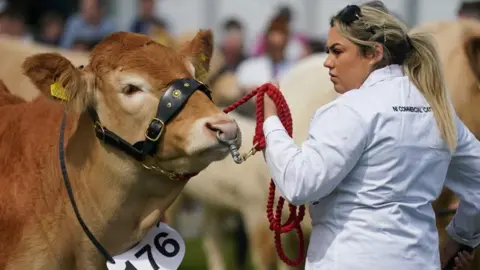 A woman with tied back blonde hair is wearing a long white overcoat. She is holding a red rope attached to a large brown cow. The rope is attached to the cow's nose and it is wearing a label with the number 176 on it. It has a yellow tag in its ear.