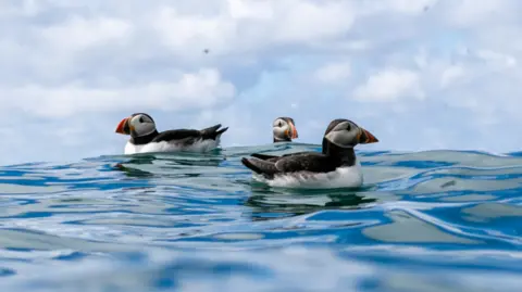 Martin Yelland Three puffins on the sea, with a cloudy sky in the background