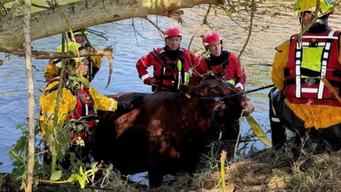 A female cow is being pulled from the river after getting stuck in a tunnel. The water is calm, with reeds and vegetation visible on the opposite side. 
