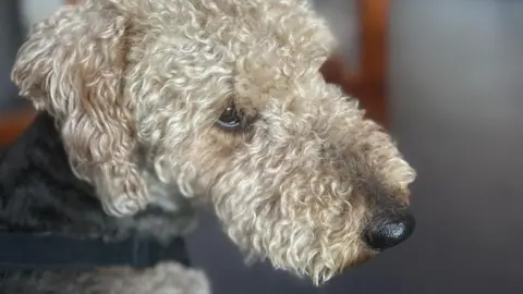 Face of a dog with fluffy beige and cream coloured curly hair