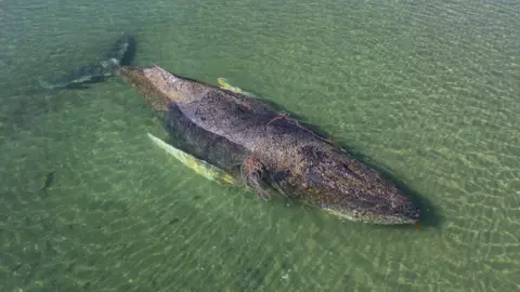 The partially submerged whale shown stranded on a shallow sandbank in Lubeck Bay on 23 March