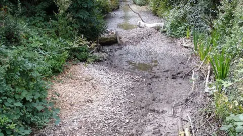 Monica Hone A stream bed has only small puddles of water in it. There is silt on the ground and shrubs at the edges of the bed