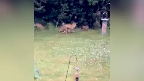 Family of foxes