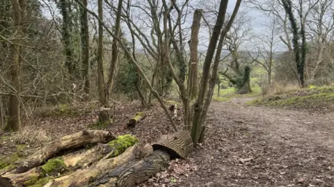 BBC A view of a forest in winter. The ground is muddy and there are no leaves on most of the trees. Some of the trees have been cut down, with logs and stumps on the forest floor.