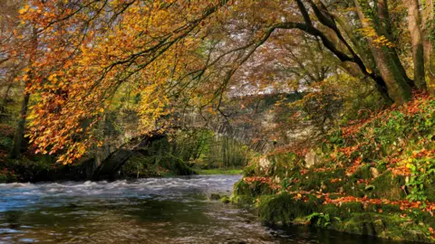 BBC Weather Watchers/Rod Hutchinson A view taken from the River Brathay looking up towards the old packhorse bridge, a stone, single-span bridge. Trees line the riverbank and overarch above the water with their branches heavy with autumnal leaves, which also cover the ground. 
