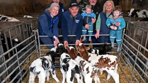 The picture shows five calves - two brown and white and three black/blue in white in a pen filled with straw. Men, women and two children are staning at the pen, some of them feeding the calves