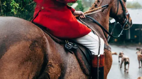 A hunter in traditional red jacket, white trousers and leather boots holding a whip while riding a brown horse, with fox hounds in the background. The man's waist to legs are visible, and the horse is seen from side-on.