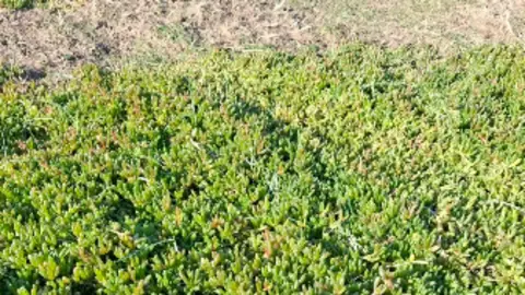 Anne Haden A area covered in the Purple Dewplant which is green. It is all green with patches of brown and has small leaves. 