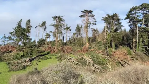 A number of large trees have been totally flatted by the wind. 