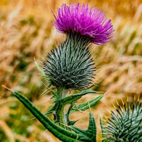 Alli McMahon Thistle