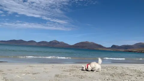 Hazel Younger Small white dog wearing a red harness sniffs the sand on a quiet beach, with gentle waves, turquoise sea, and low mountains under a blue sky.