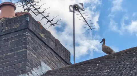 RSPCA the ducklings' mother on the roof