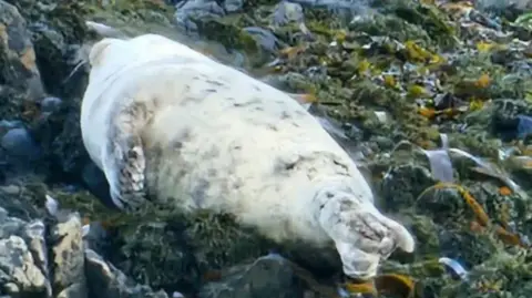 GSPCA A small seal lying on the rocks. The rocks are covered in seaweed. The image is slightly blurred.
