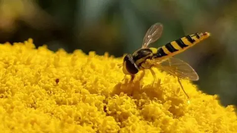 BBC Weather Watchers/The Blue Yonder A yellow and black striped insect sits on a yellow centre of a flower.