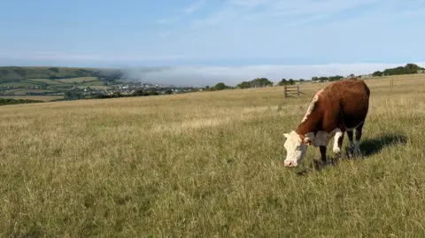 Mark A cow on a field, mist in the background.